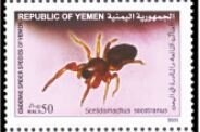 Scelidomacus socotranus
