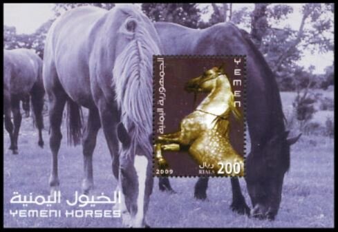 Yemen Horse (Equus ferus caballus)