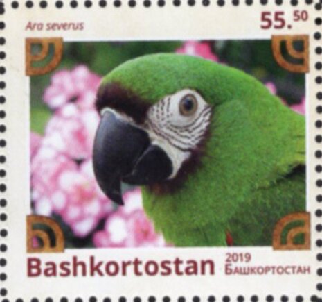 Birds