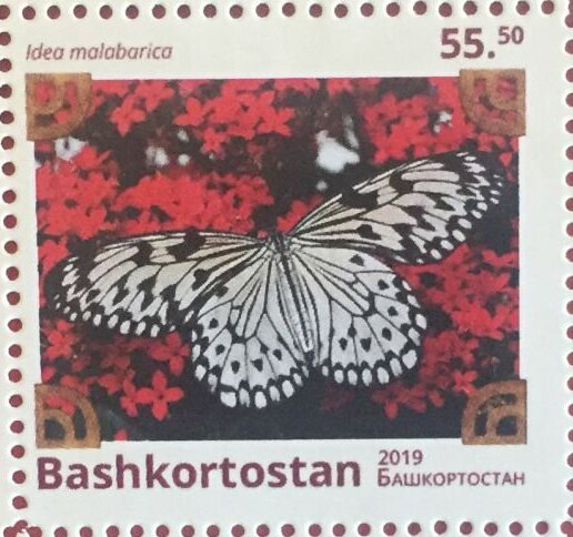 Butterflies