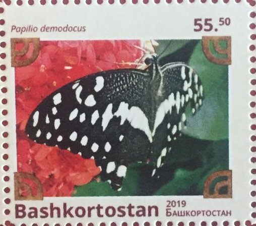 Butterflies