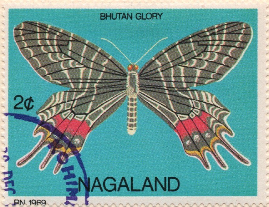 Butterflies - Bhutan Glory