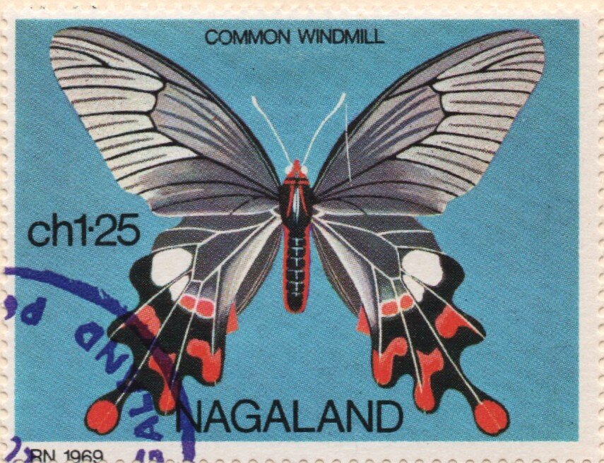 Butterflies - Common Windmill