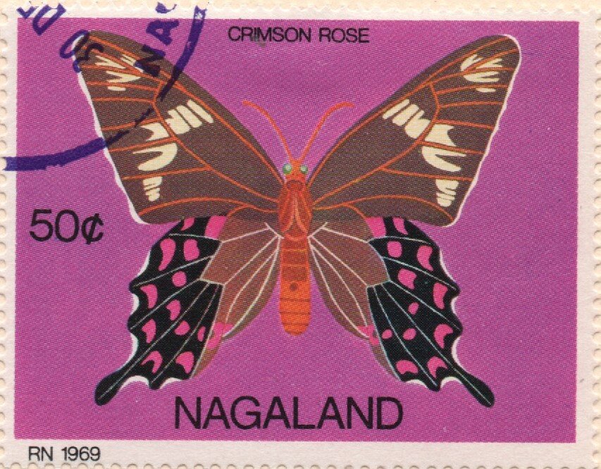 Butterflies - Crimson Rose
