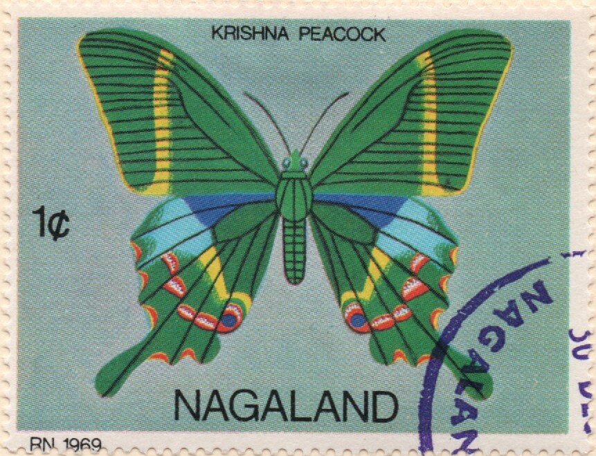 Butterflies - Krishna Peacock