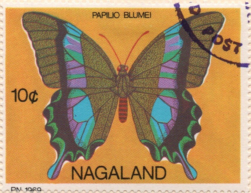 Butterflies - Papilio Blumei