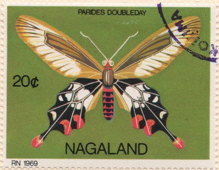 Butterflies - Pardes Doubleday
