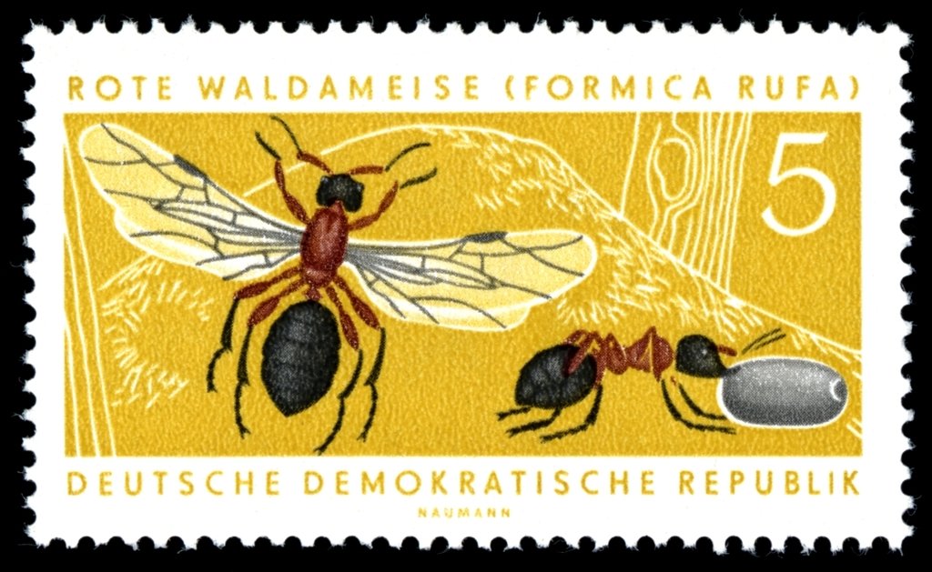 Red Wood Ant (Formica rufa)