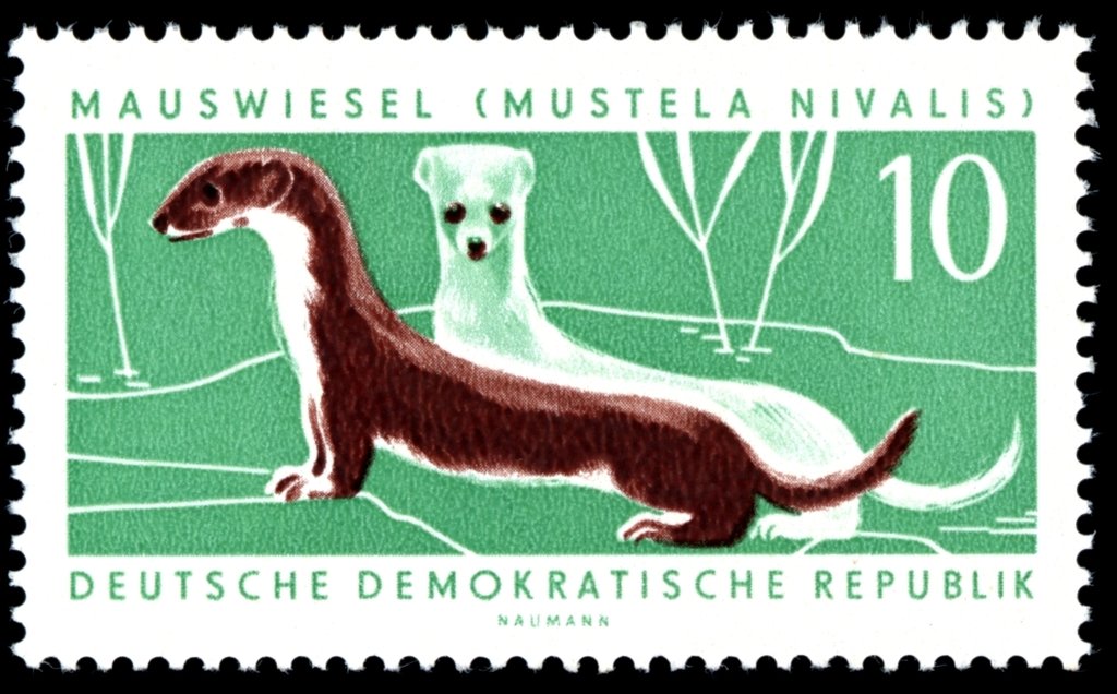 Least weasel (Mustela nivalis)
