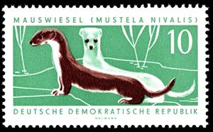 Stamp, Least weasel (Mustela nivalis), Germany, Democratic Republic,  , Animals (Fauna)