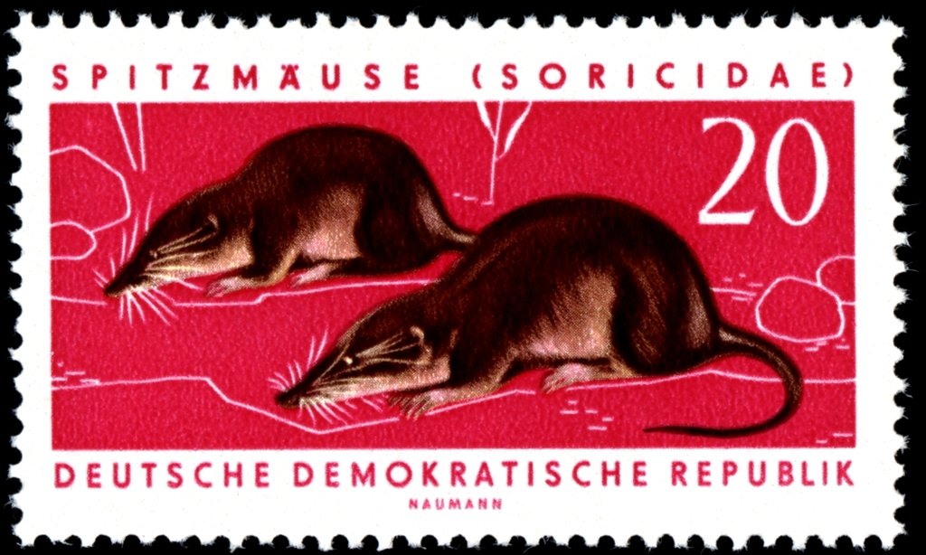 Common Shrew (Sorex araneus) 