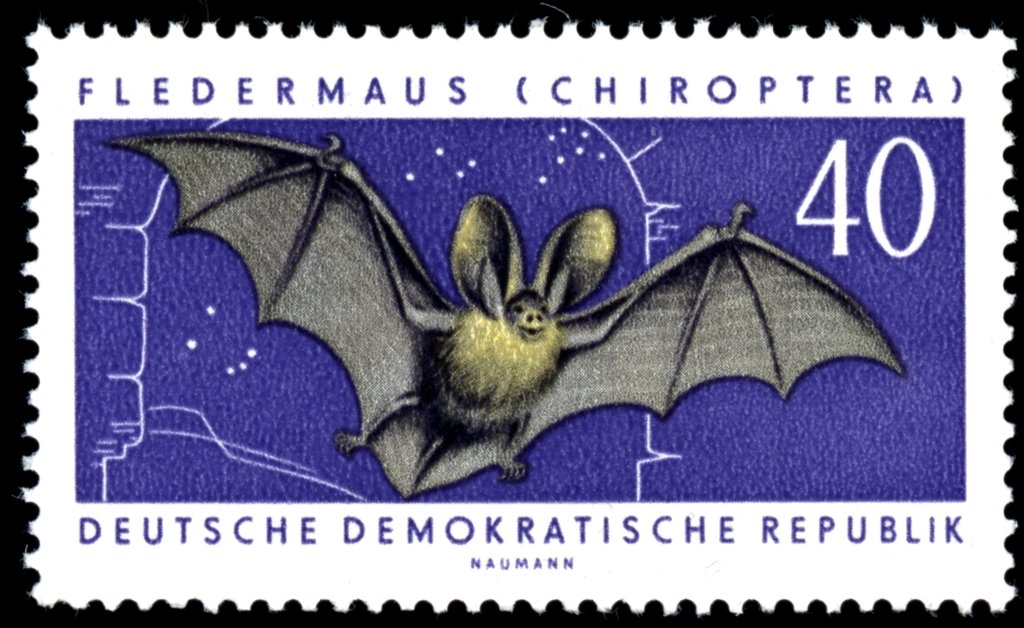 Brown Long-eared Bat (Plecotus auritus) 