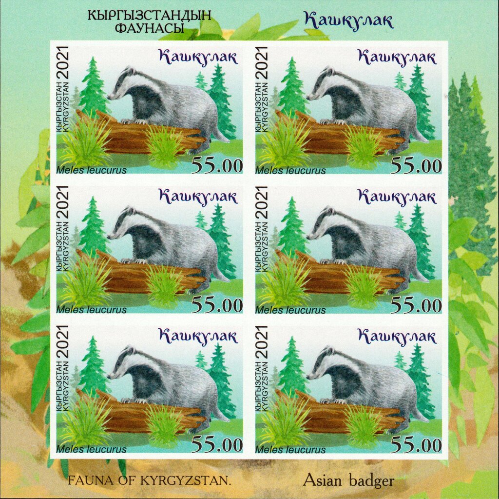 Asian Badger (Meles leucurus)