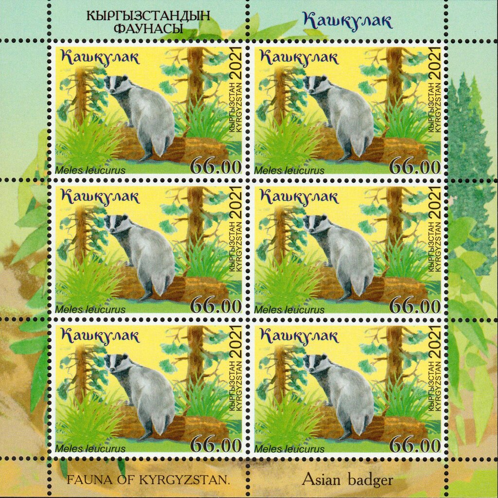 Asian Badger (Meles leucurus)