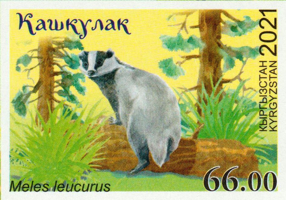 Asian Badger (Meles leucurus)