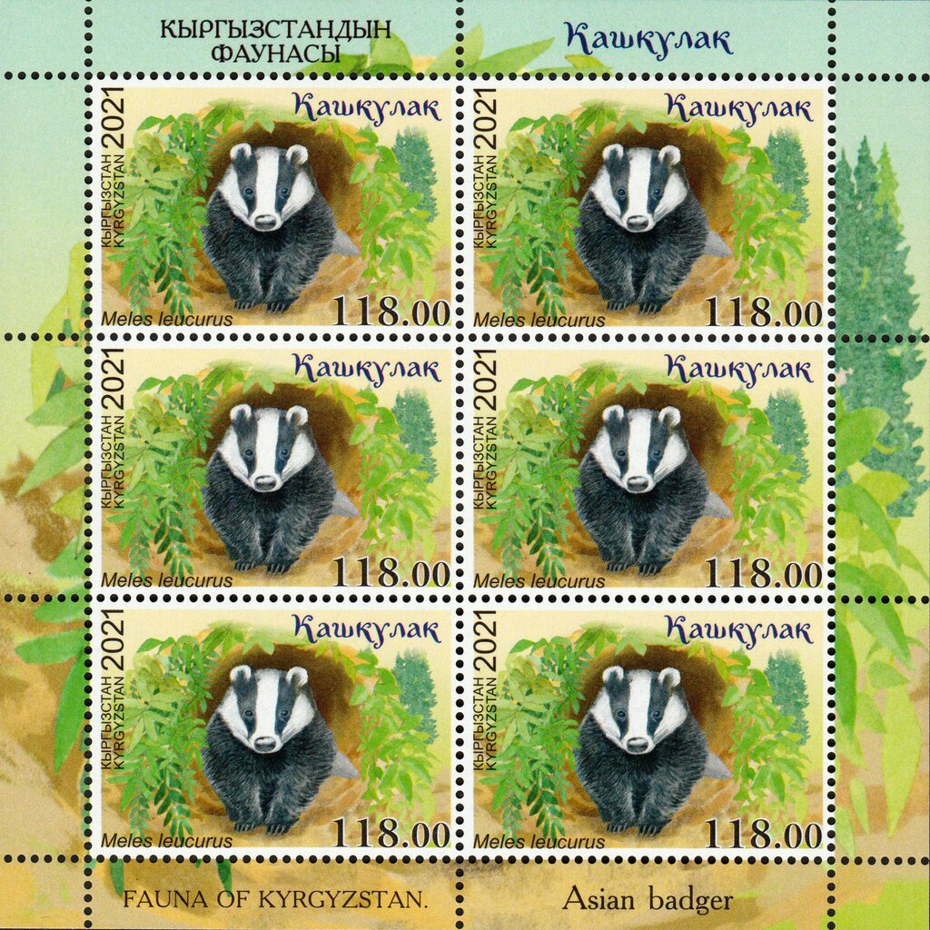 Asian Badger (Meles leucurus)