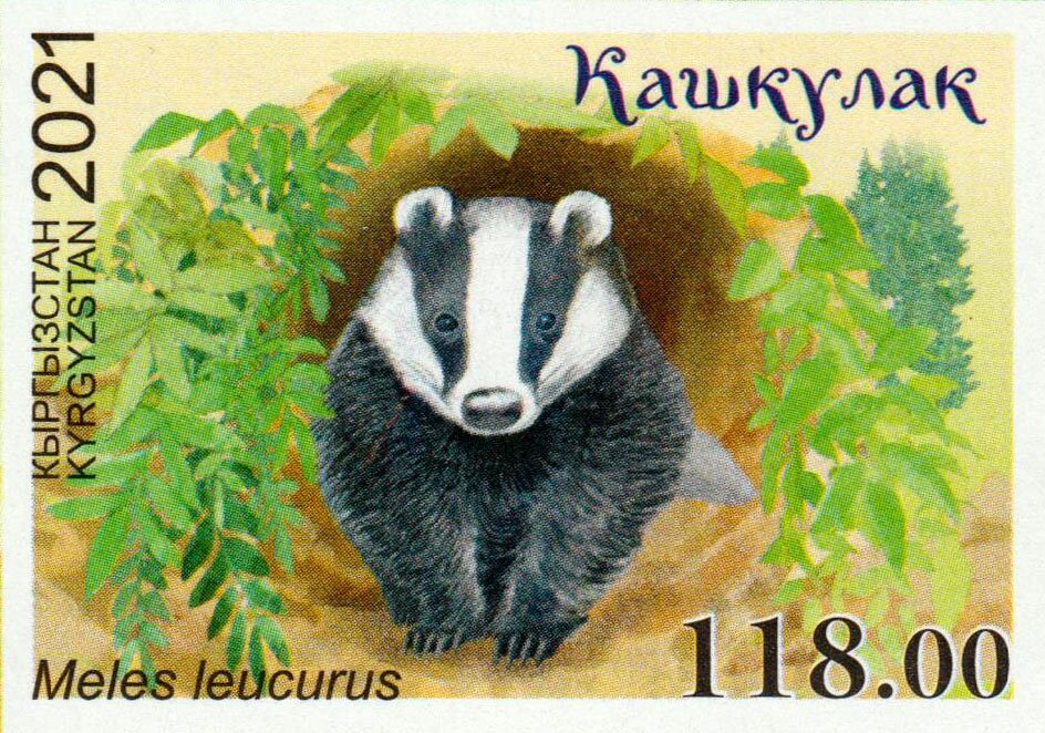 Asian Badger (Meles leucurus)