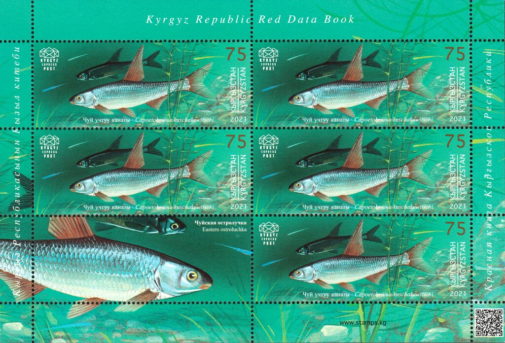 Eastern Ostroluchka (Capoetobrama kuschakewitschi)