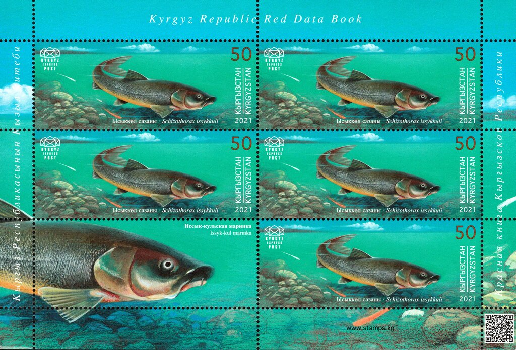 Issyk-Kul Marinka (Schizothorax issykkuli)