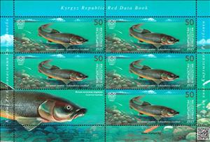 Mini Sheet, Issyk-Kul Marinka (Schizothorax issykkuli), Kyrgyzstan,  , Animals (Fauna), Fishes