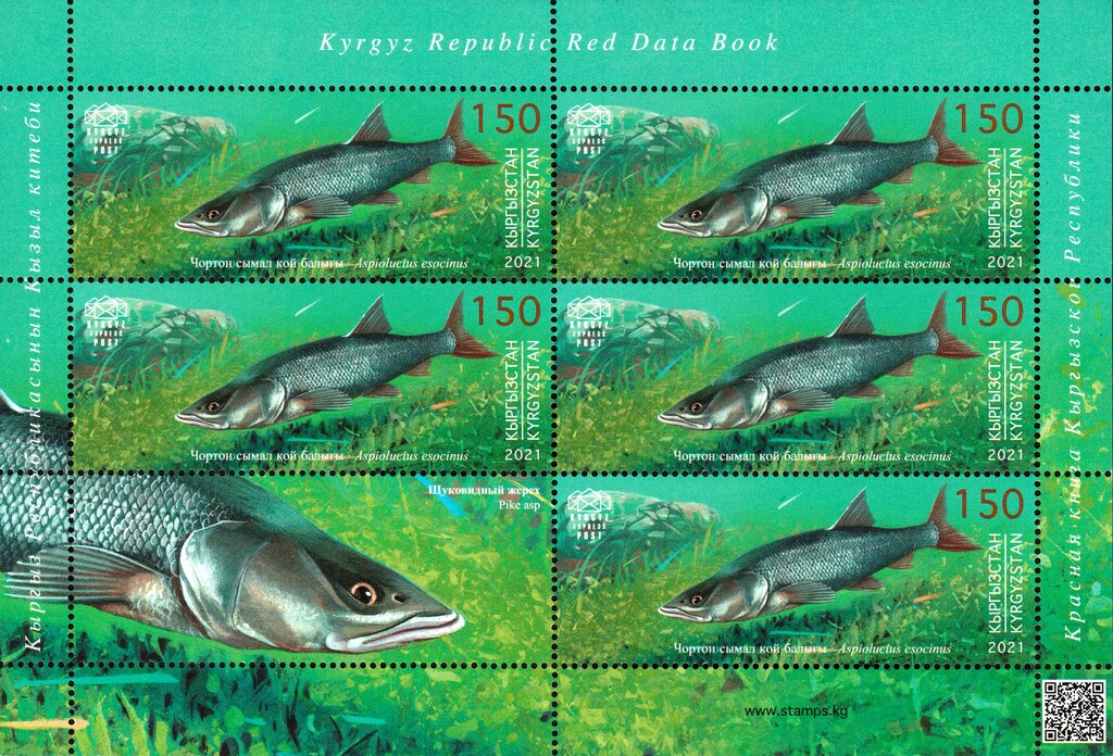 Pike Asp (Aspiolucius esocinus)