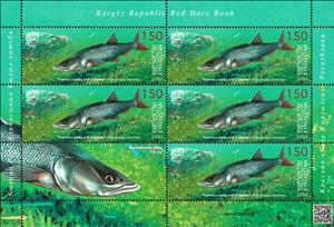 Mini Sheet, Pike Asp (Aspiolucius esocinus), Kyrgyzstan,  , Animals (Fauna), Fishes