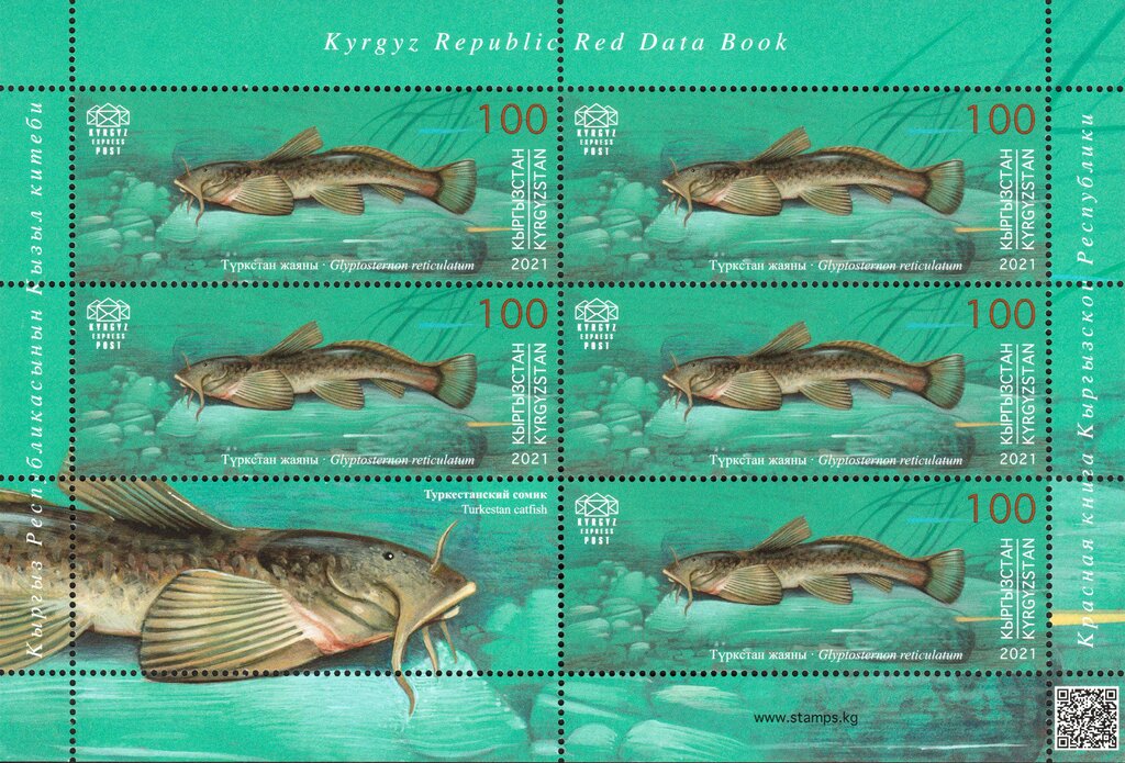 Turkestan Catfish (Glyptosternon reticulatum)