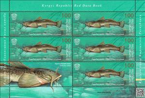 Mini Sheet, Turkestan Catfish (Glyptosternon reticulatum), Kyrgyzstan,  , Animals (Fauna), Fishes