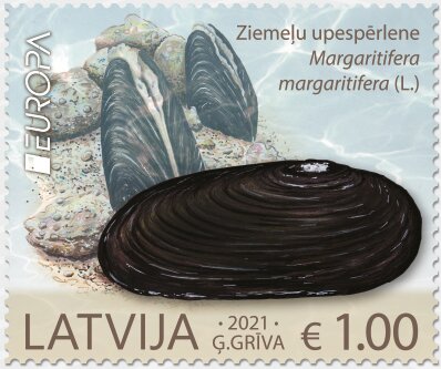 Freshwater Pearl Mussel (Margaritifera margaritifera)