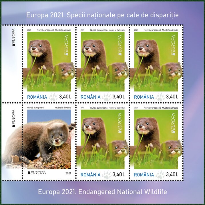 European Mink (Mustela lutreola)