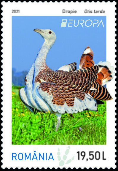 Great Bustard (Otis tarda)
