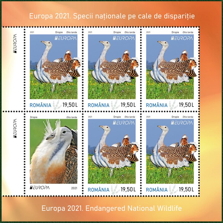 Great Bustard (Otis tarda)