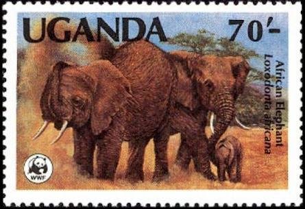 African Elephant (Loxodonta africana)