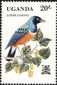 Stamp, Superb Starling (Spreo superbus), Uganda,  , Birds, Animals (Fauna)