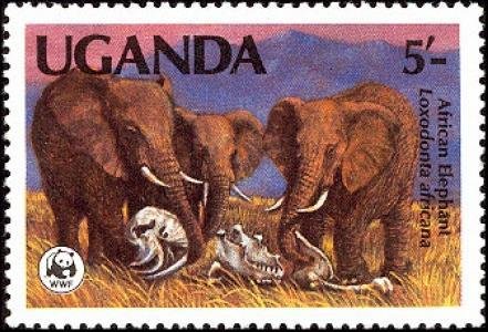 African Elephant (Loxodonta africana)