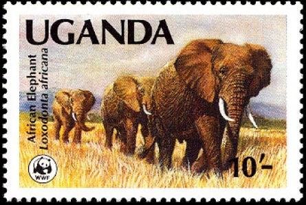 African Elephant (Loxodonta africana)