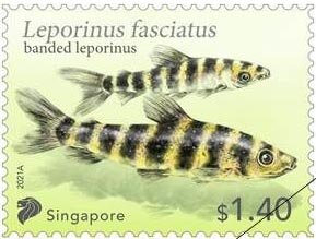 Banded Leporinus (Leporinus fasciatus)