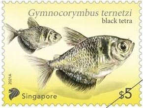 Black Tetra (Gymnocorymbus ternetzi)