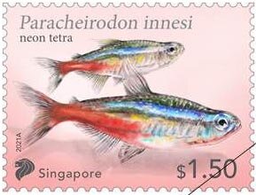 Neon Tetra (Paracheirodon innesi)