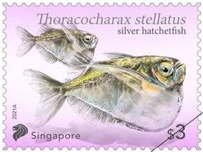 Silver Hatchetfish (Thoracocharax stellatus)