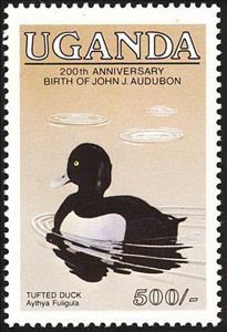 Stamp, Tufted Duck (Aythya fuligula), Uganda,  , Birds, Animals (Fauna)