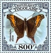 Hypanartia dione