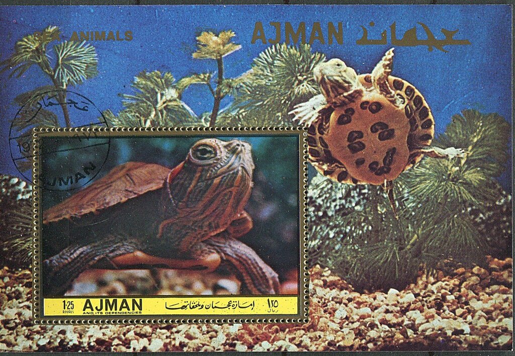 Red-eared Slider (Pseudemys scripta elegans)