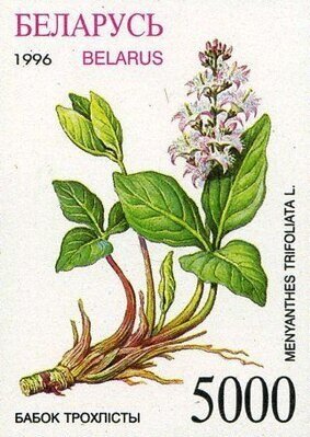 Menyanthes trifoliata