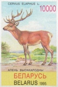 Red Deer (Cervus elaphus)