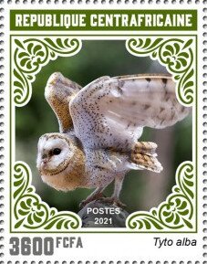 Barn Owl (Tyto alba)