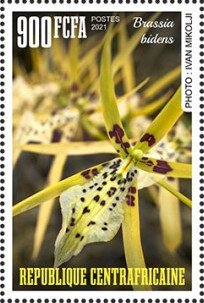 Brassia bidens