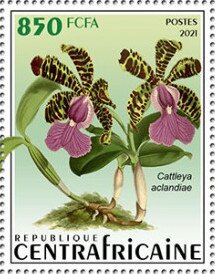 Cattleya aclandiae
