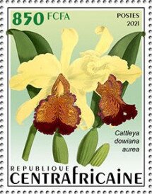 Cattleya downiana aurea