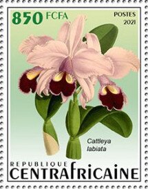 Cattleya labiata